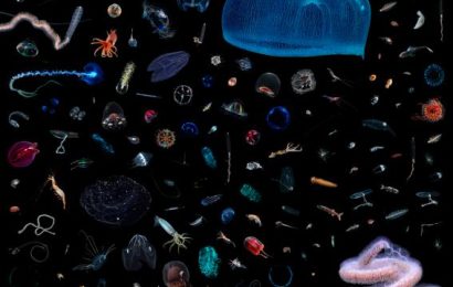 See the Amazing Variety of Life That Lives in One Foot of Space See the Amazing Variety of Life That Lives in One Foot of Space